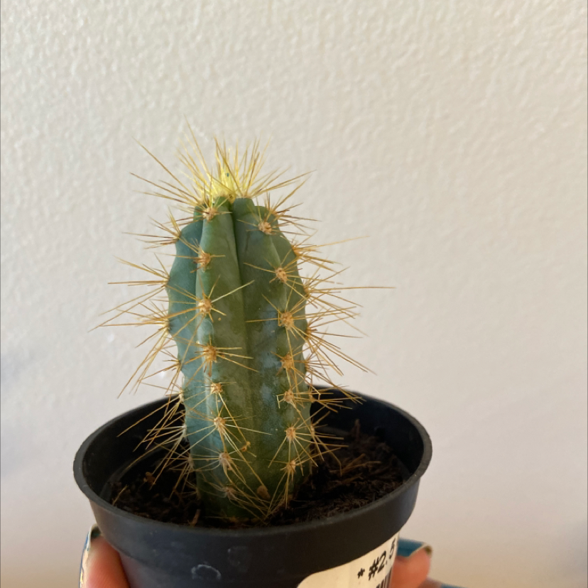 Blue Columnar Cactus plant photo by @Reillyfernandes named Timmy on Greg, the plant care app.