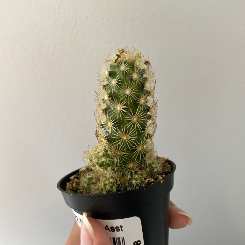 Lace Hedgehog Cactus plant photo by @Reillyfernandes named Derrick on Greg, the plant care app.