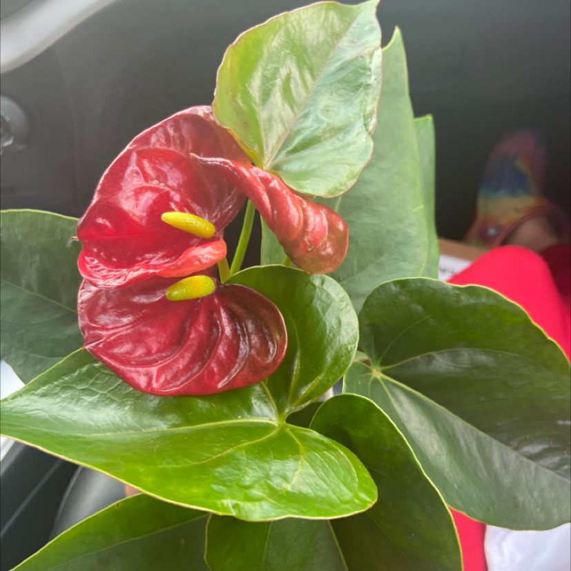 Painter's Palette plant photo by @Reillyfernandes named Sophia on Greg, the plant care app.