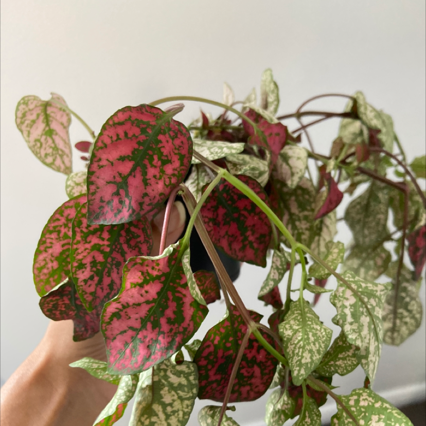 Polka Dot Plant plant photo by @Reillyfernandes named Pinky on Greg, the plant care app.