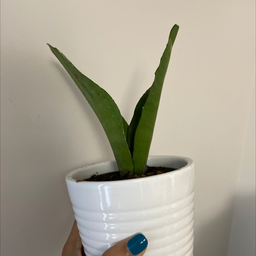 Snake Plant plant photo by @Reillyfernandes named Sappy on Greg, the plant care app.