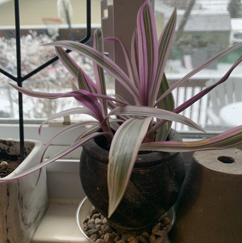 Healthy Moses-in-the-Cradle plant with variegated green, white and purple leaves in a brown ceramic pot filled with pebbles.
