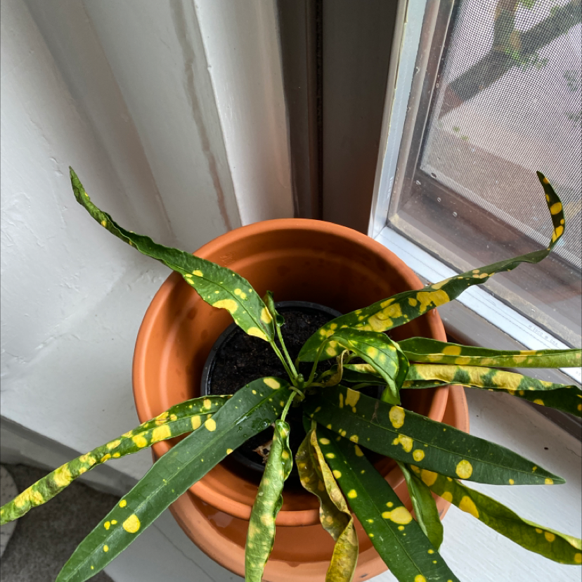 Gold Dust Croton plant photo by Prathik named Clare on Greg, the plant care app.