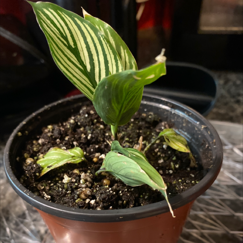Potted Calathea Vittata with green and white striped leaves, visible soil.