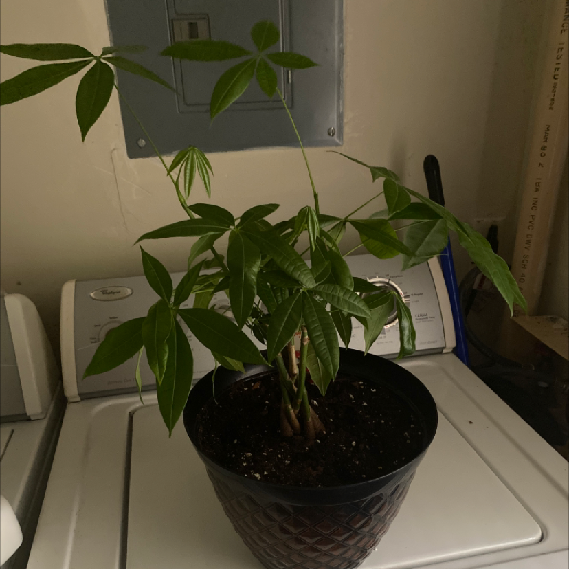 Money Tree plant photo by @acwilson named Kendrick Lamar on Greg, the plant care app.