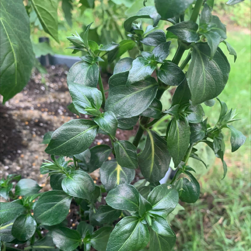 Photo of the plant species Mushroom Herb by Jamie named Terra on Greg, the plant care app