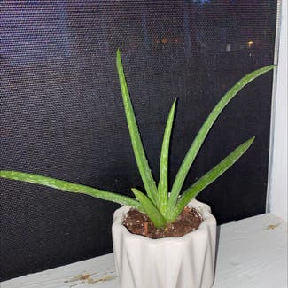 Aloe vera plant in Summerville, South Carolina