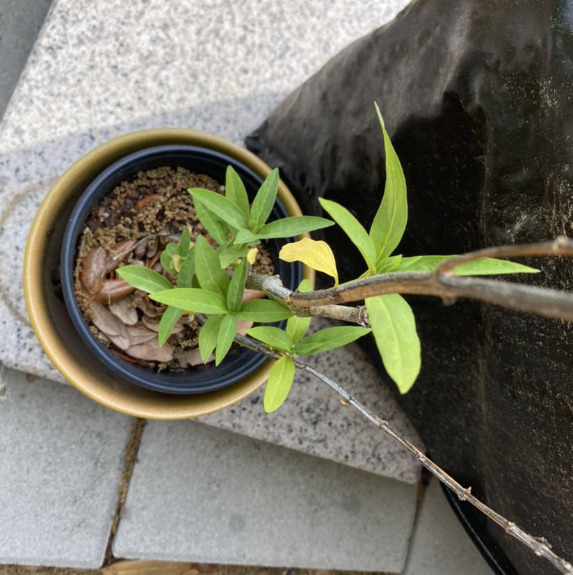 Potted Common Milkweed plant with visible soil and some yellowing leaves.