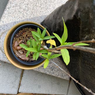Common milkweed plant in Summerville, South Carolina
