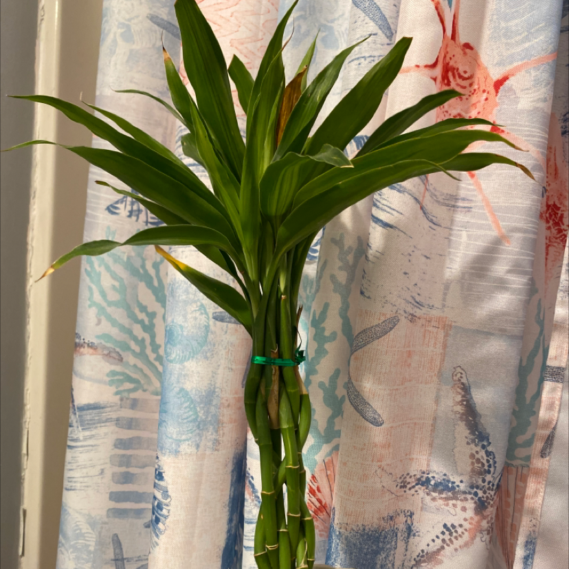 Photo of the plant species Lucky Golden Bamboo by @kefullwood named bamboozle on Greg, the plant care app