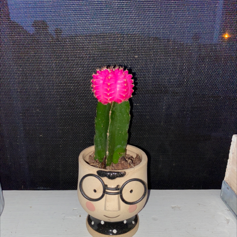 Moon Cactus plant photo by @kefullwood named sandy on Greg, the plant care app.