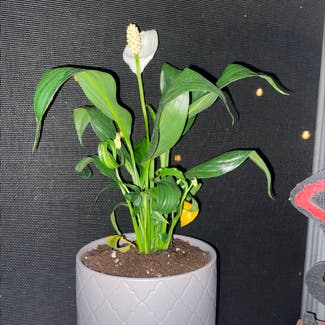 Peace Lily plant in Summerville, South Carolina