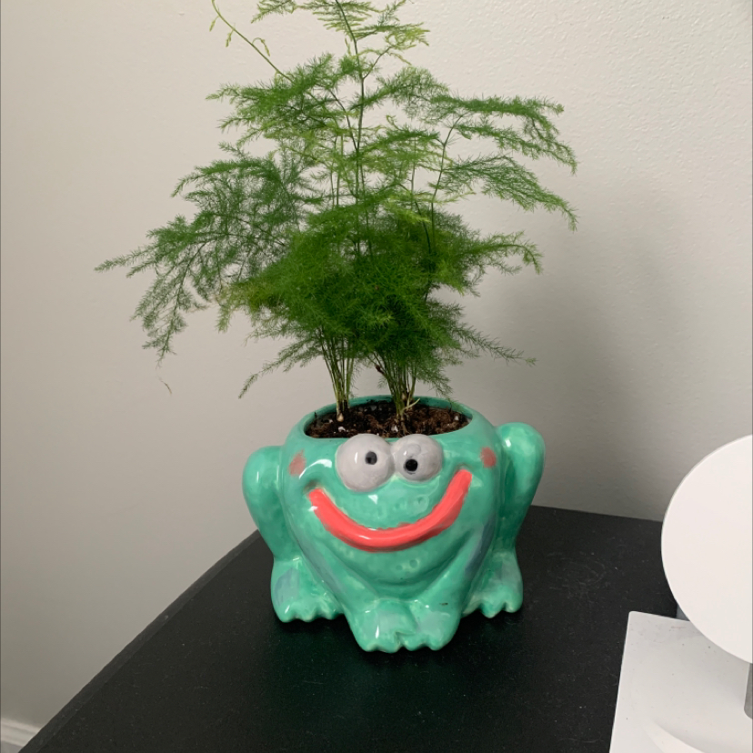 Asparagus Fern plant photo by @sam_salinas named Fernando on Greg, the plant care app.