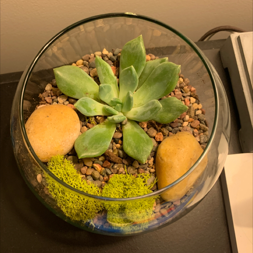 Little Jewel plant photo by @sam_salinas named Gobi on Greg, the plant care app.