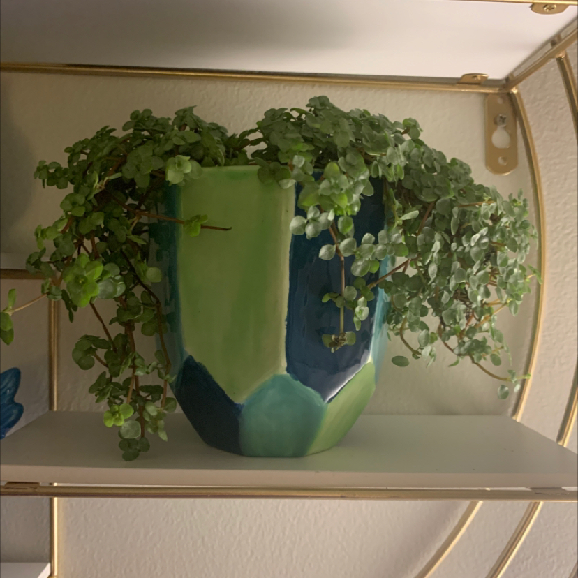 Pilea 'Aquamarine' plant photo by @sam_salinas named Forrest on Greg, the plant care app.