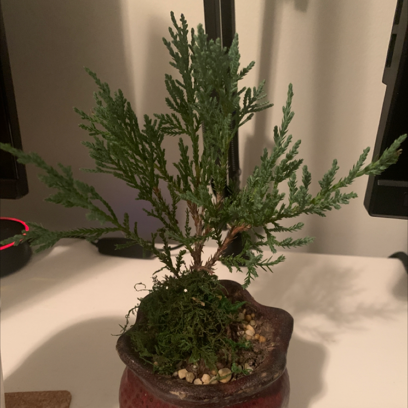 Japanese Garden Juniper in a small pot with green foliage and pebble-covered soil.
