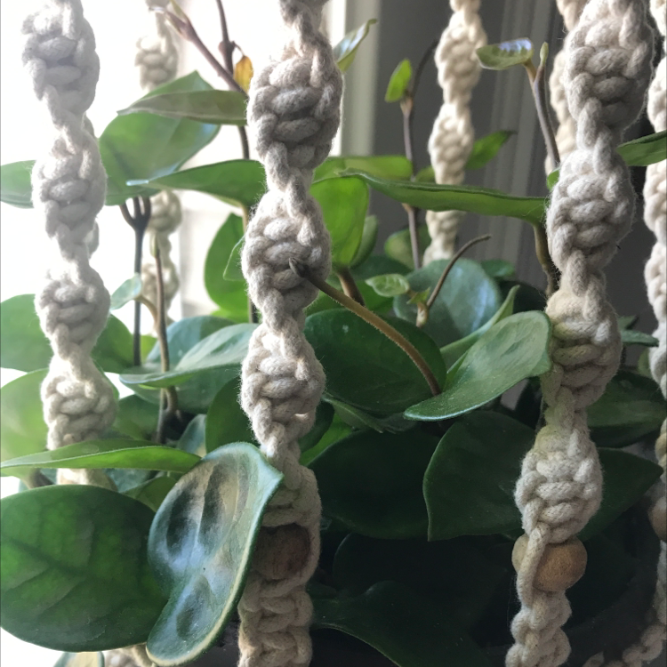 Chelsea Hoya plant in a macrame hanger with thick, waxy leaves.
