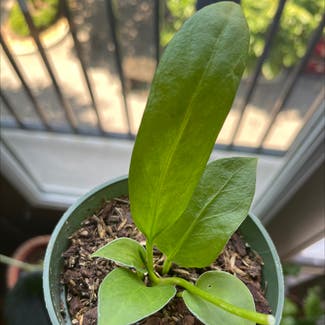 Anthurium vittarifolium plant in Atlanta, Georgia