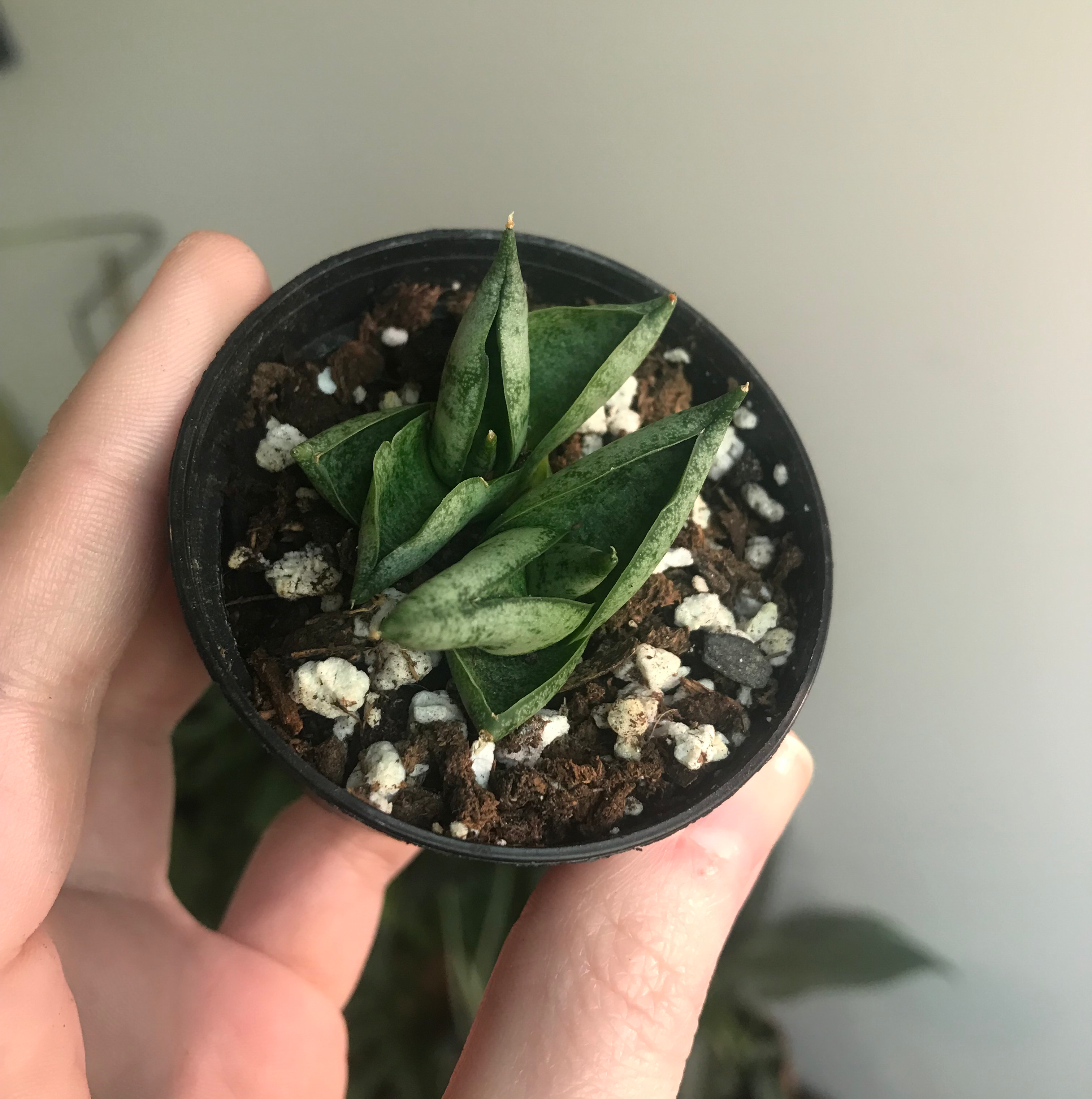 Samurai Dwarf Snake Plant in a black pot held by a hand, with visible soil.