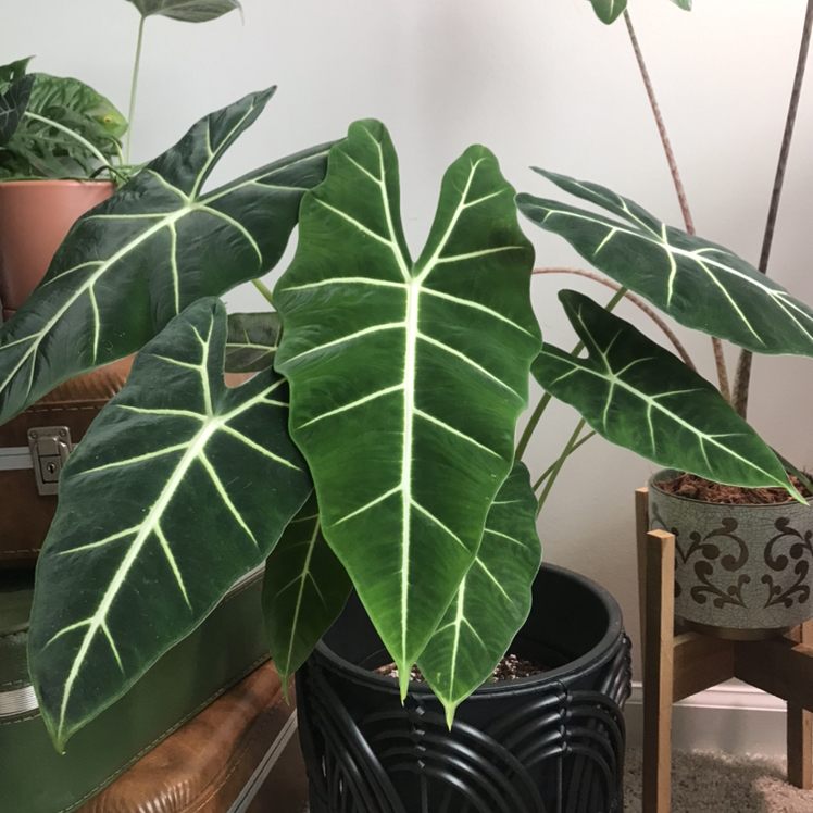 Photo of the plant species Alocasia 'Frydek' by @Sarahnoel named Midnight at Fryddies on Greg, the plant care app