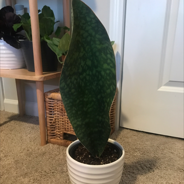 Photo of the plant species Whale Fin Snake Plant by @Sarahnoel named Free Willy on Greg, the plant care app