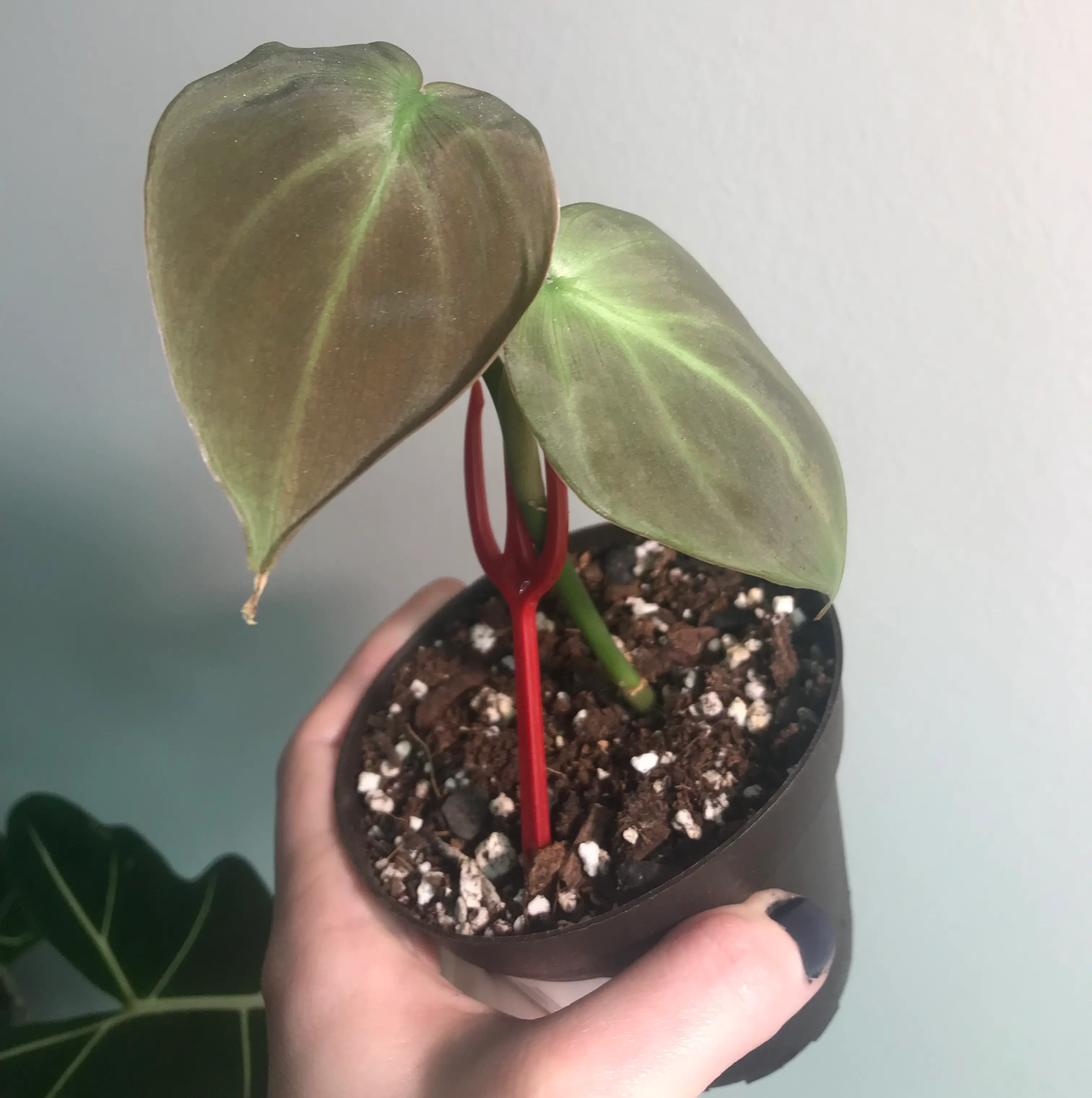 Camposportoanum Velvet Shield plant with two large leaves, held by a hand, soil visible.