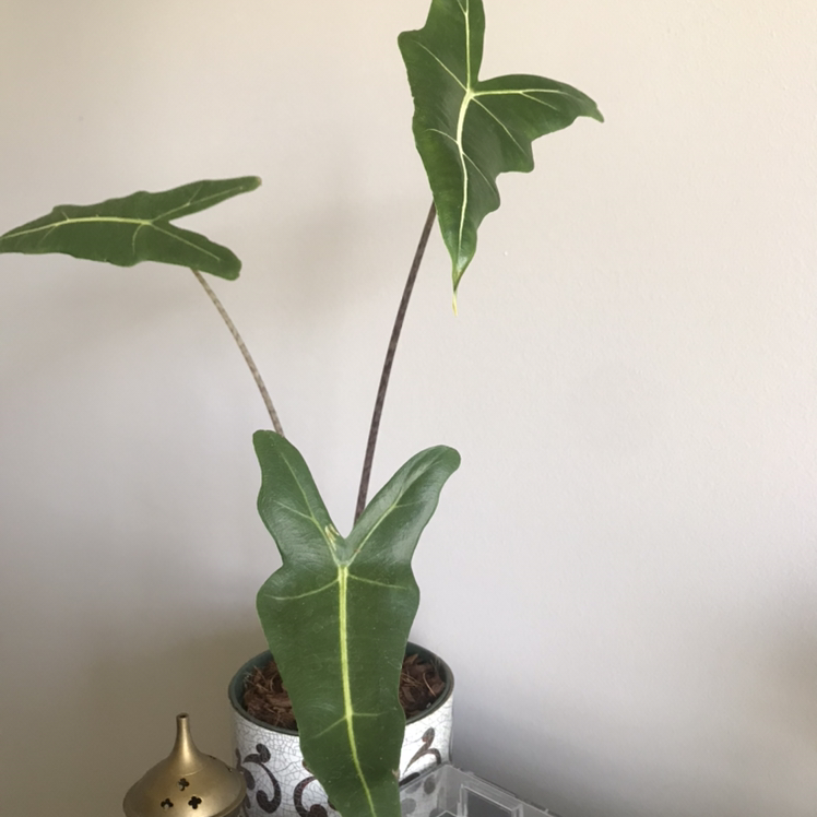 Photo of the plant species Alocasia 'Sarian' by @Sarahnoel named Zarian on Greg, the plant care app