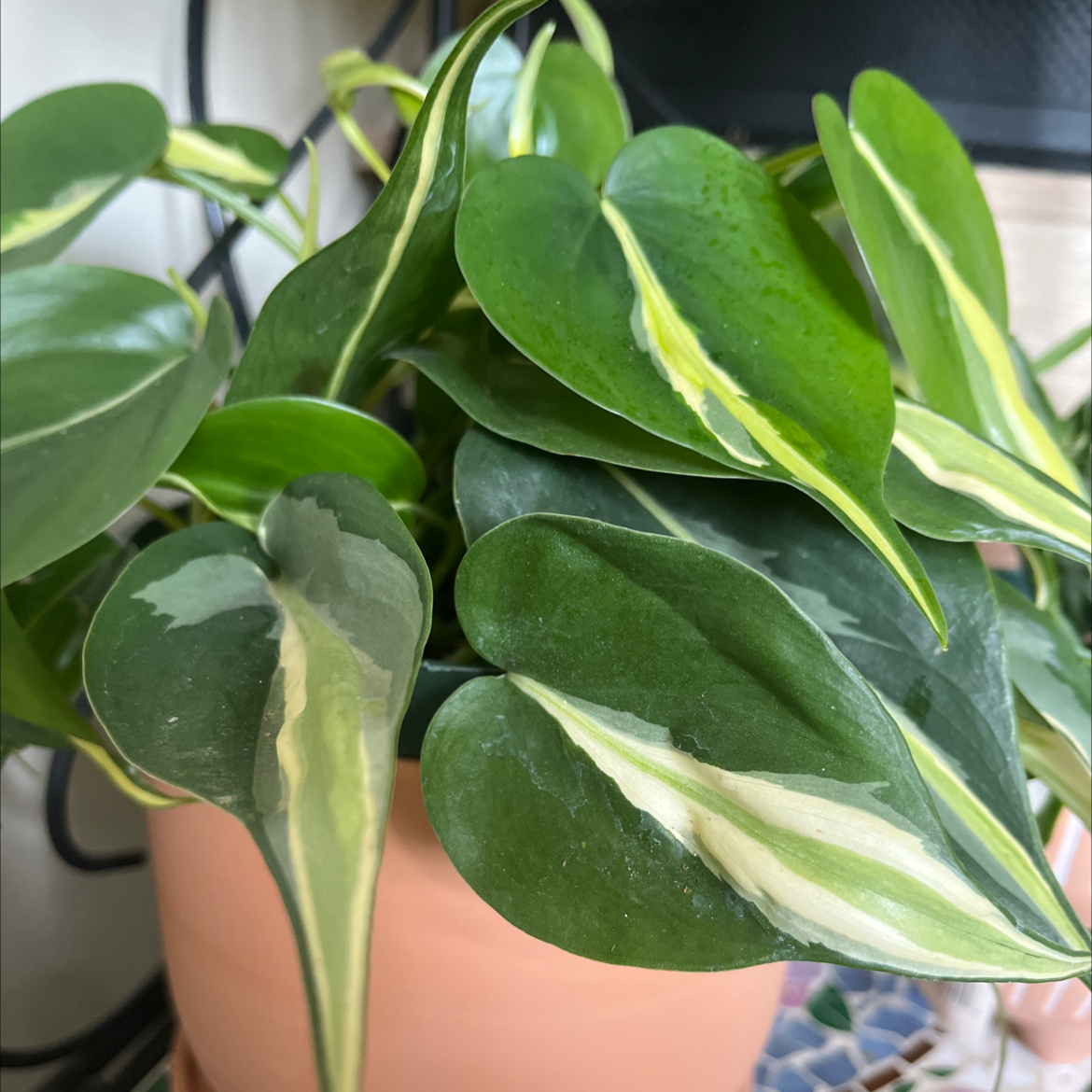 Silver Stripe Philodendron with healthy green leaves and white stripes in a pot.