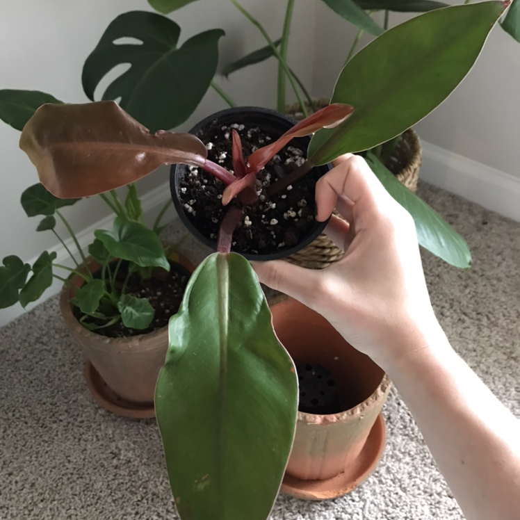 A hand holding a potted McColley's Finale plant with other plants in the background.