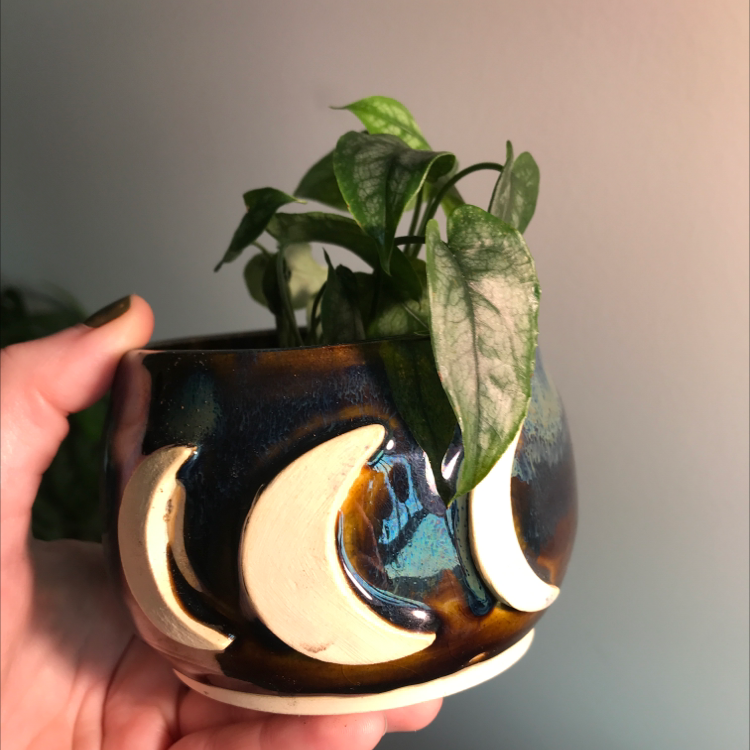 A healthy Silver Monstera plant in a decorative pot with crescent moons, held by a hand.