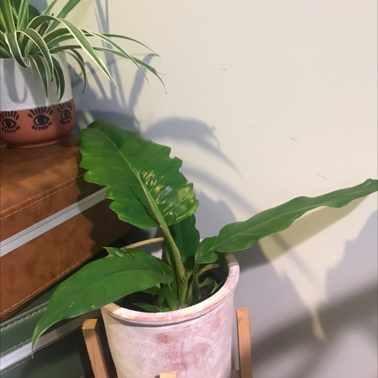 Philodendron Narrow Tiger Tooth plant in a pot, healthy green leaves, well-framed.