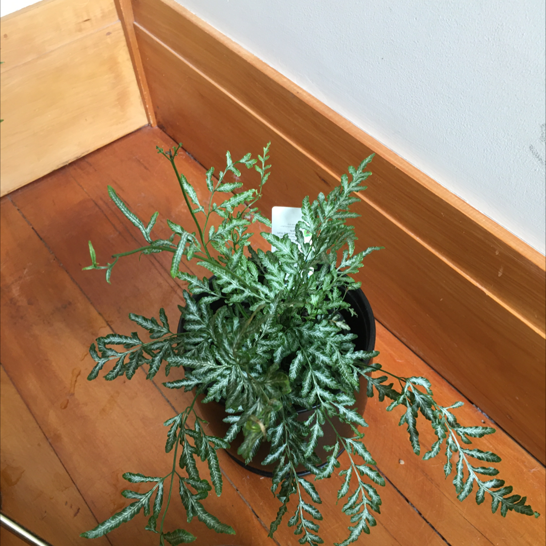 Brake Fern in a pot on a wooden floor, appears healthy with no visible soil.
