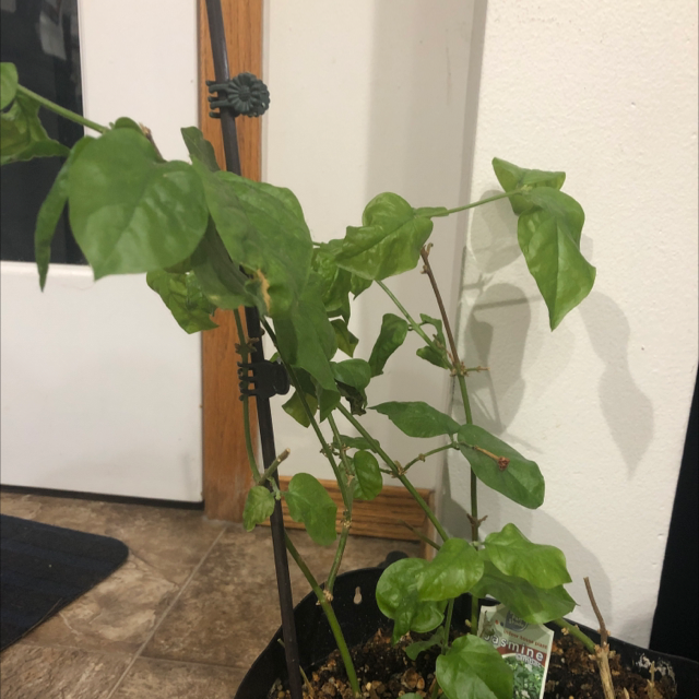Photo of the plant species Arabian Jasmine by @Rhosh2007 named Jasmine on Greg, the plant care app