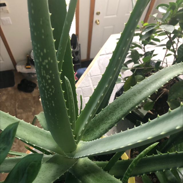 Aloe vera plant photo by @Rhosh2007 named Aloe Vera on Greg, the plant care app.