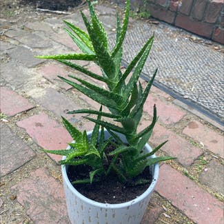 Aloe Vera plant in Shrewsbury, Massachusetts