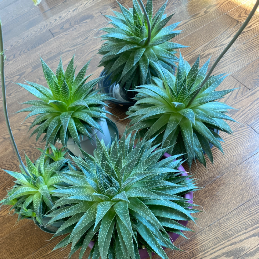Aloe Aristata plant photo by @emilyz named Your plant on Greg, the plant care app.