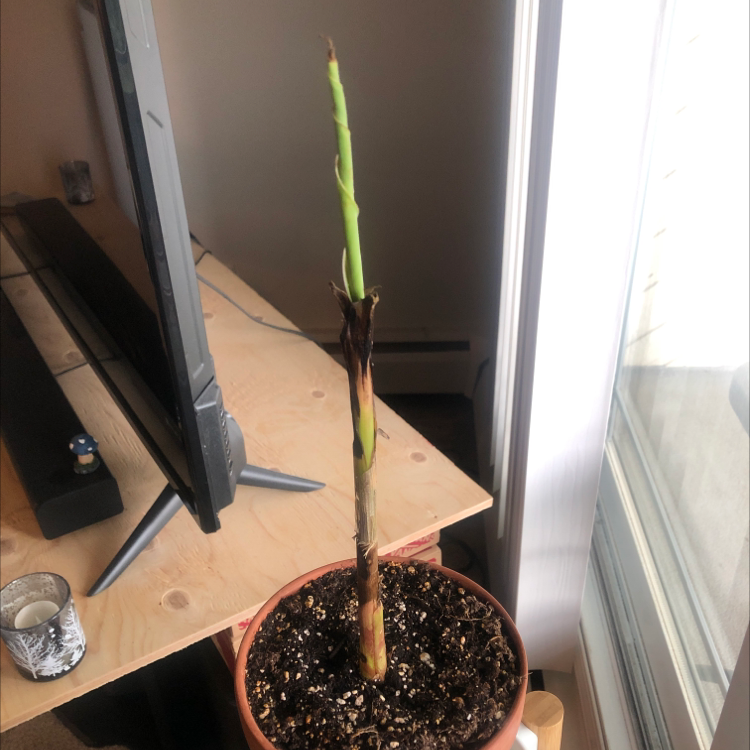 Potted Dwarf Banana plant with a tall green stem and browning at the base, placed indoors near a window.