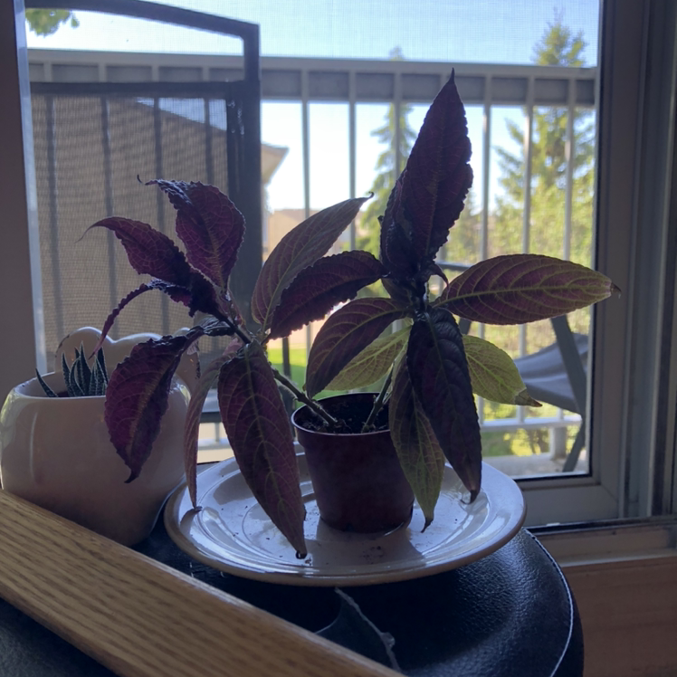 Persian Shield plant photo by @kdells named Ignacio on Greg, the plant care app.