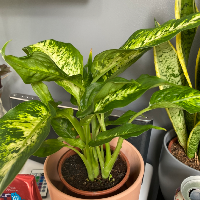 Dieffenbachia 'Compacta' plant in a pot with healthy green leaves and visible soil.