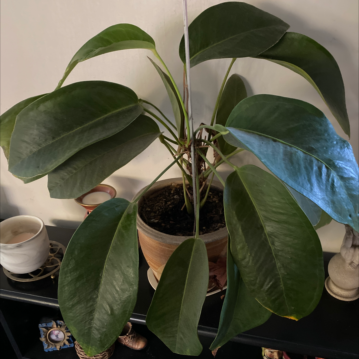 Photo of the plant species Anthurium Jungle King by Tayla named Mochi on Greg, the plant care app