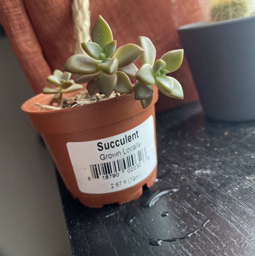 Photo of the plant species Sand Rose by @S00zb00z named Sandy on Greg, the plant care app