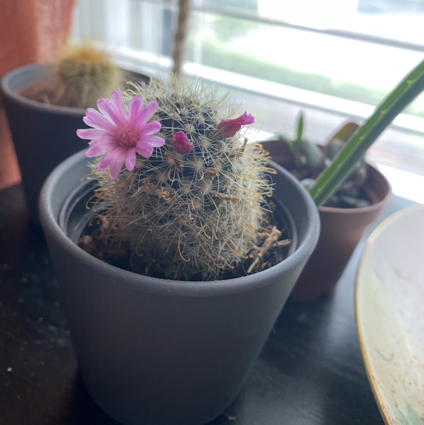 Photo of the plant species Common Fishhook Cactus by @S00zb00z named FLOWERPOWER on Greg, the plant care app