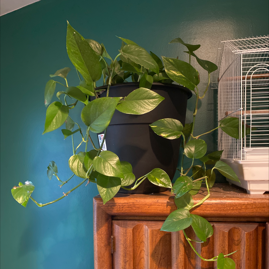 Taro Vine plant photo by @Madalynblayze named Primis on Greg, the plant care app.