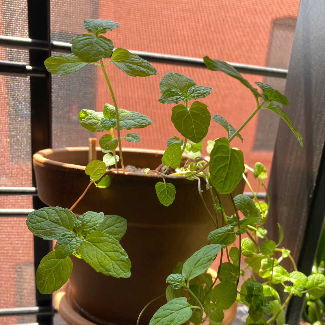 Peppermint plant in a pot near a window with healthy green leaves.