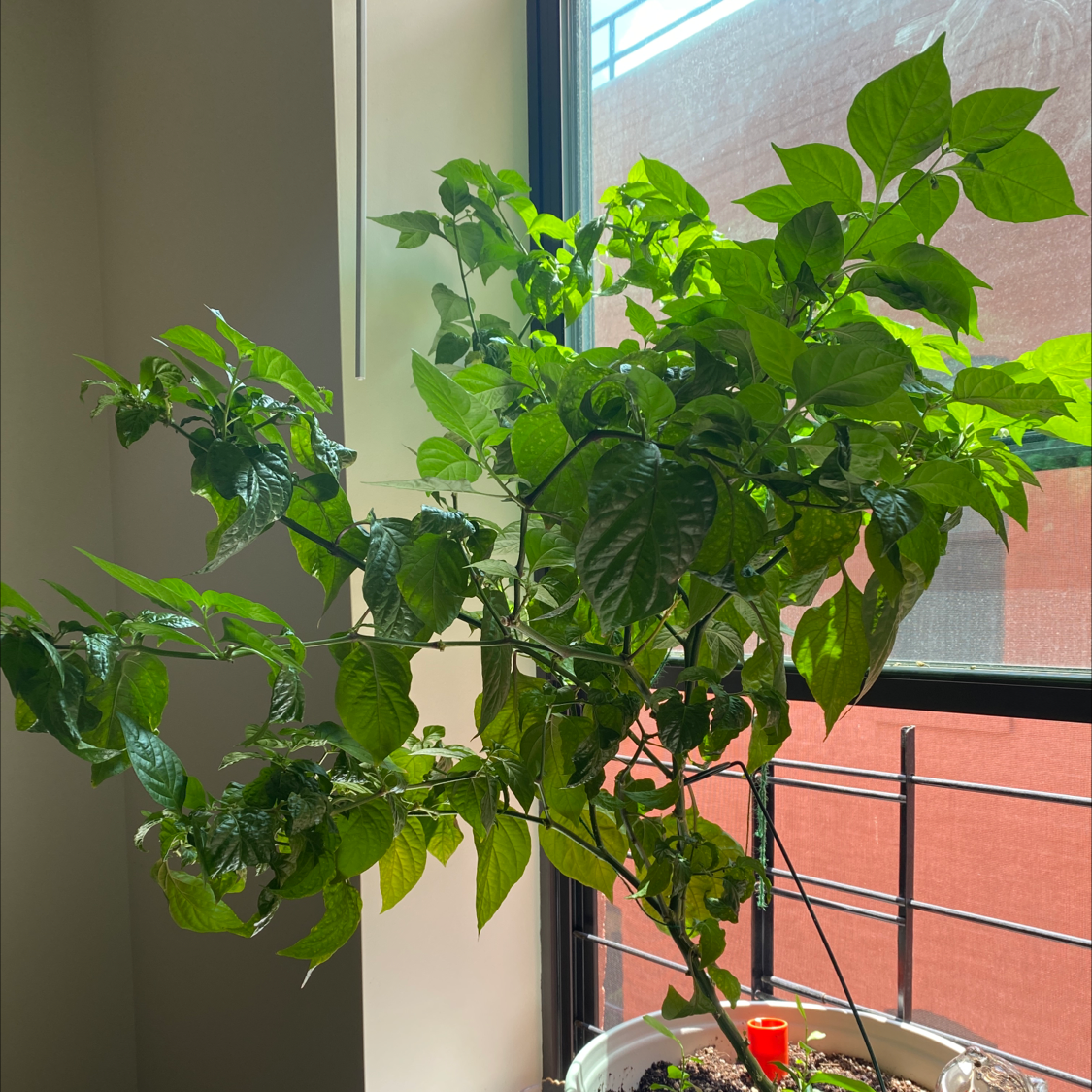 Photo of the plant species Ají dulce by @Greenbelle named Your plant on Greg, the plant care app