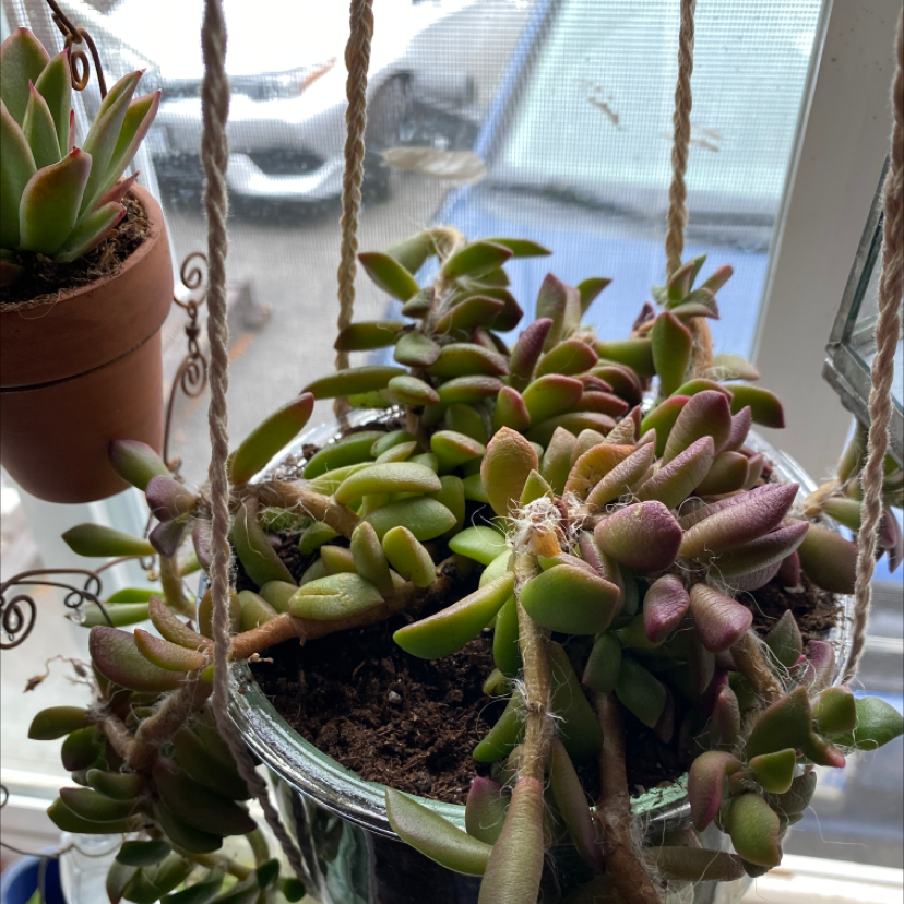 Anacampseros 'Sunrise' succulent in a hanging pot with visible soil, well-framed and in focus.