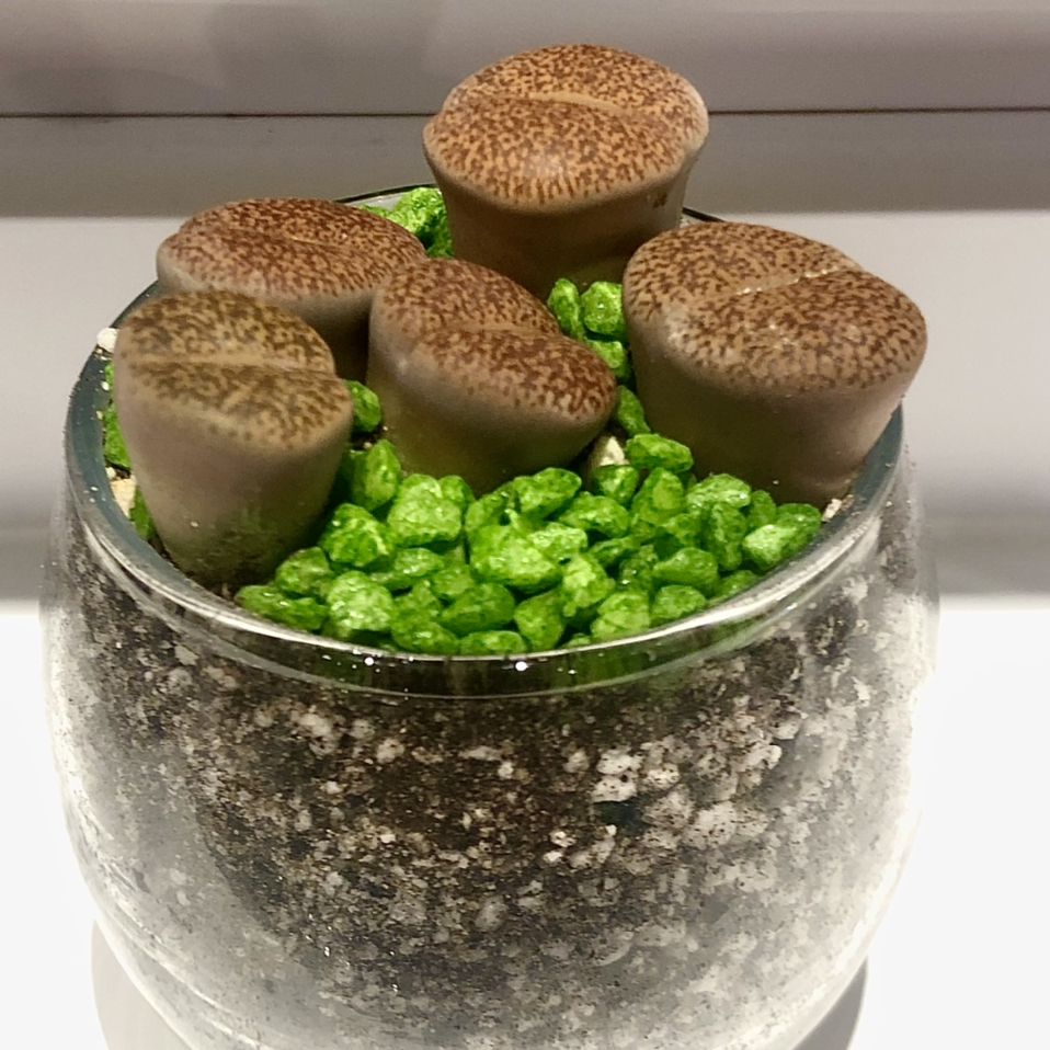 Photo of the plant species Rubra Lithops by @MelanieTremblayTurgeon named Living stones on Greg, the plant care app
