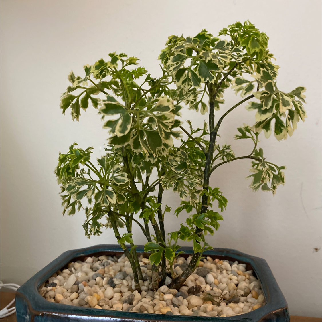 Ming Aralia plant in a pot with pebbles, variegated green and white leaves.