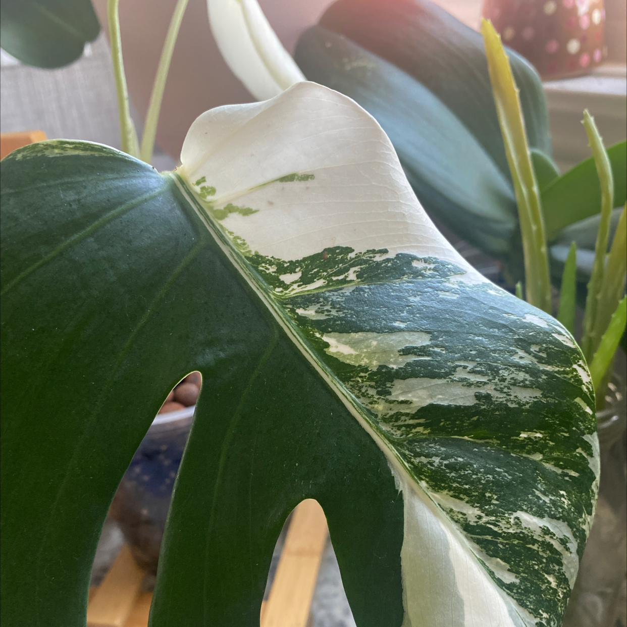 Variegated Monstera leaf with white and green variegation, healthy appearance.