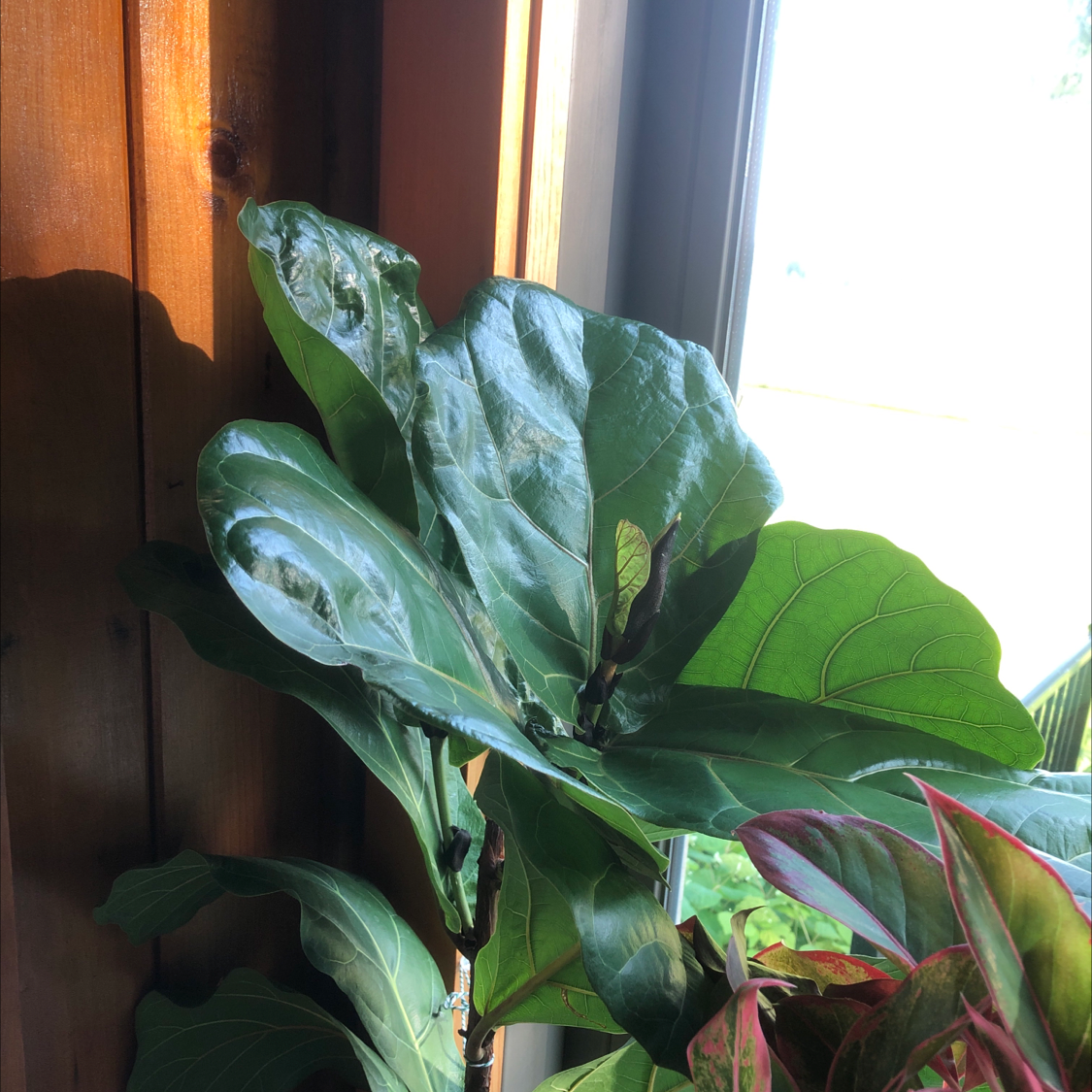 Fiddle Leaf Fig plant with large, glossy leaves near a window.